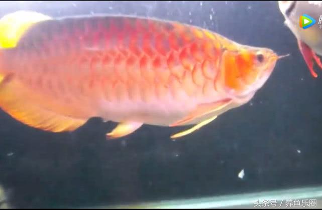 群游观赏鱼很帅,老缸养红龙关注事项