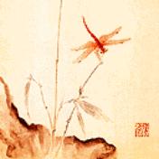 夏天雨后蜻蜓,夏天下雨蜻蜓飞得很低