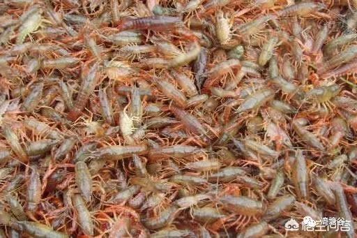 小龙虾养殖中应关注什么,小龙虾养殖要关注哪些问题