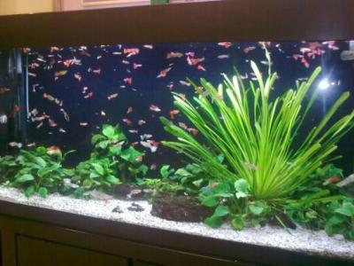 大鱼缸养各种鱼,大鱼缸养动物