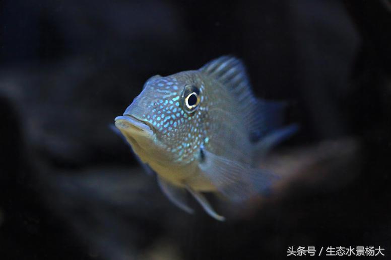 南美慈鲷鱼吃啥,南美慈鲷食土鲷好养吗