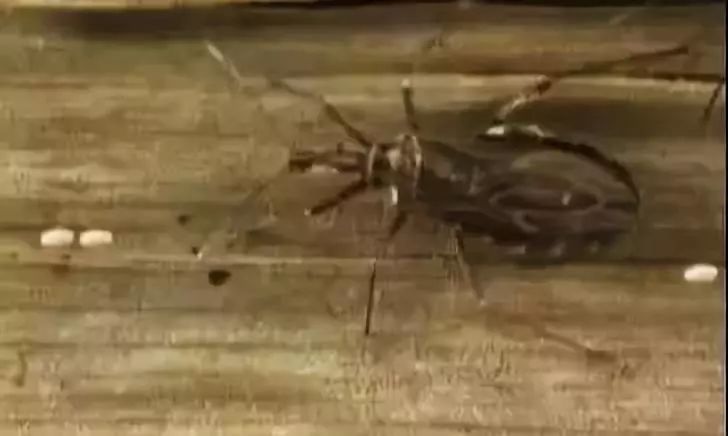 潍坊所有的家长，这种虫子传播新型艾滋病，最喜欢叮咬孩子……