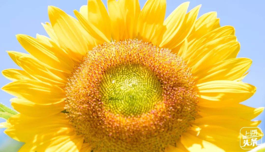 向日葵花海上海旅游攻略,上海市中心有一片向日葵花海