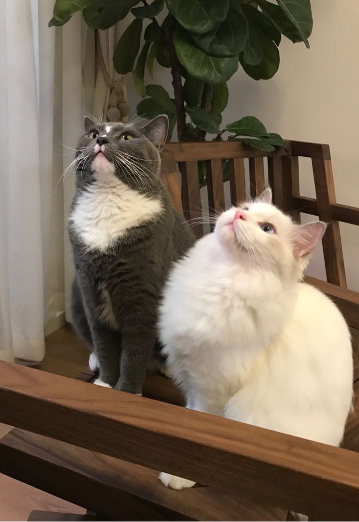 全屋实木家具布置 (家里装修设计实木家具)