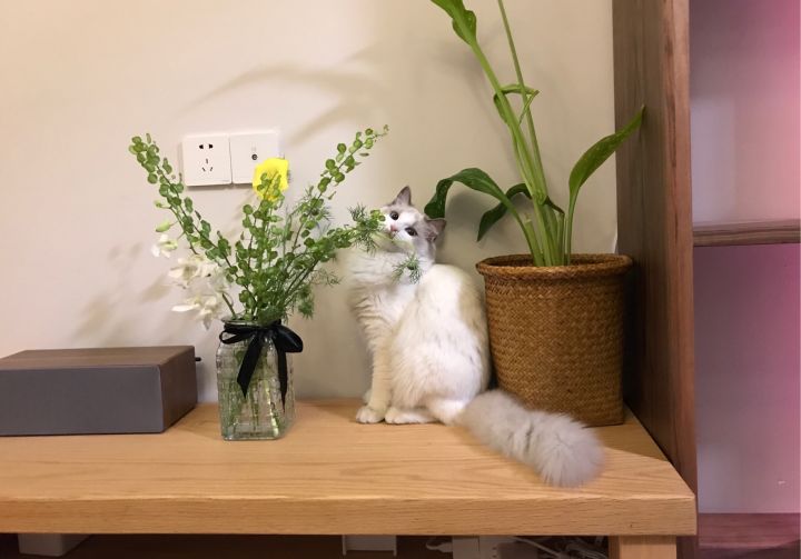 全屋实木家具布置 (家里装修设计实木家具)