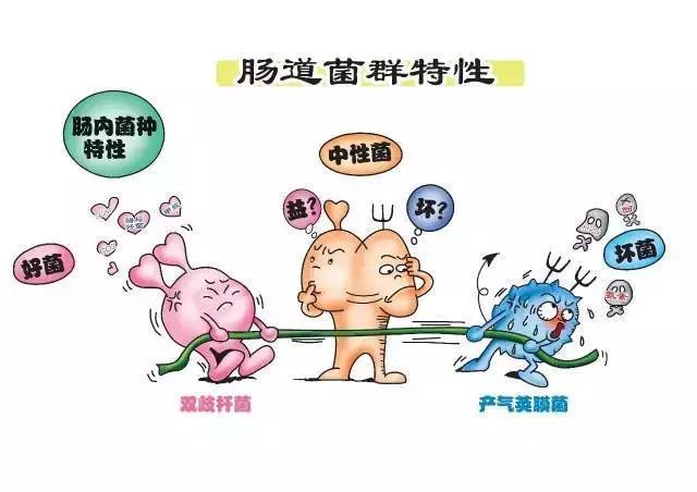 肠道微生物科普视频,肠道菌群科普