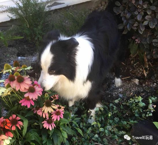 上海老城游览计划，狗狗导游的特别行动