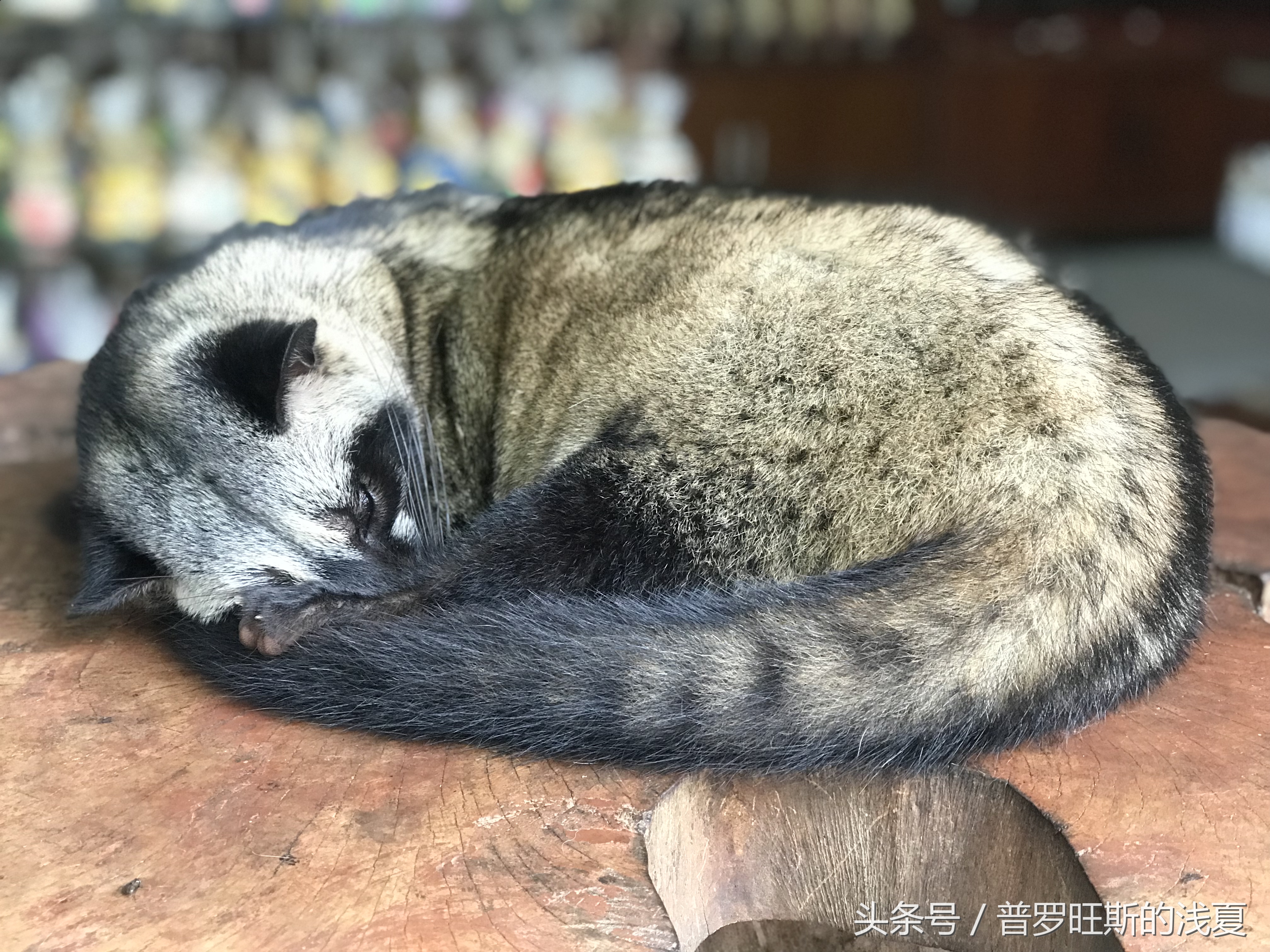 巴厘岛5天旅游攻略视频,巴厘岛六天五晚旅游行程