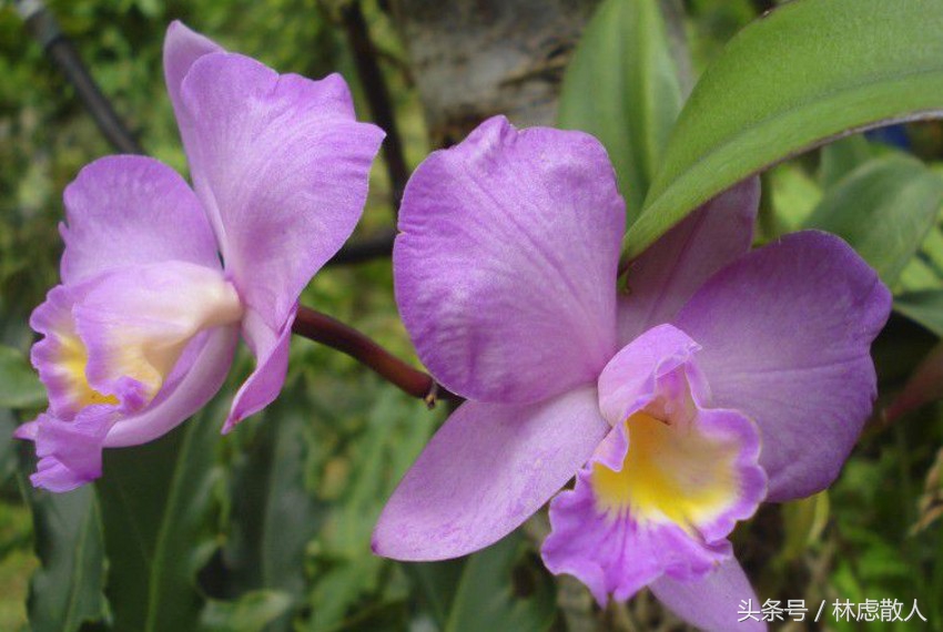 哥斯达黎加共和国国旗图片,哥斯达黎加共和国简介