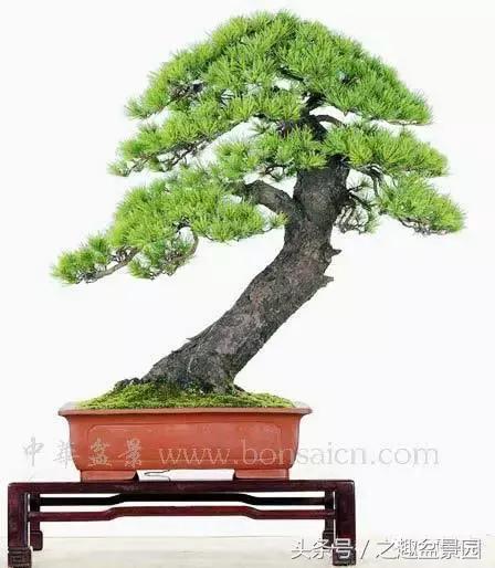 榛戞澗鐩嗘櫙閫犲瀷璁捐 (榛戞澗鐩嗘櫙鐨勬牻鍩逛笌鍏绘姢瑙嗛)
