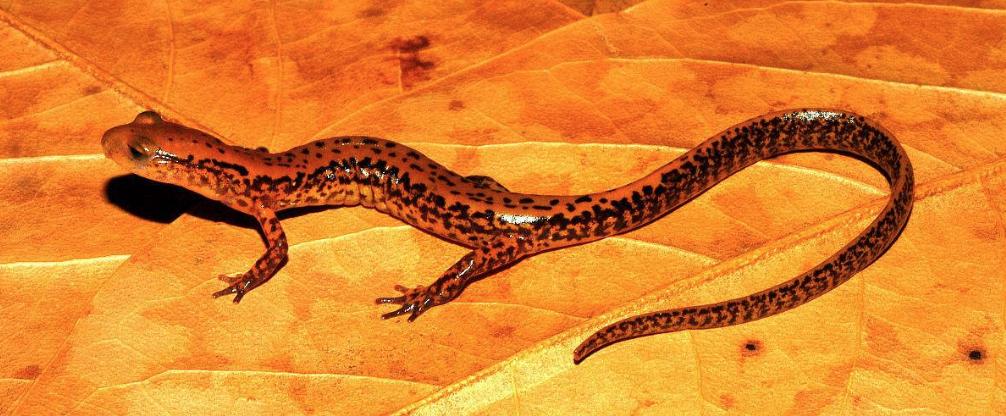 「我不是药神」：一点不冤！程勇就是卖假药的