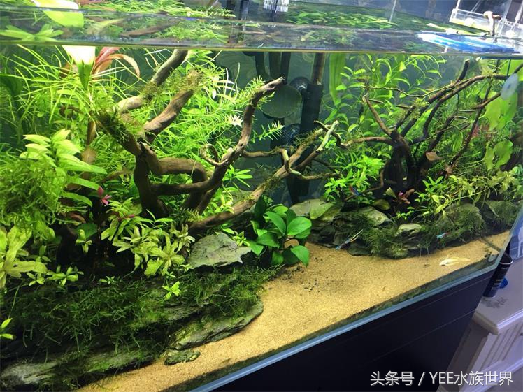 夏天我想和你有个约会,我和夏天有个约会