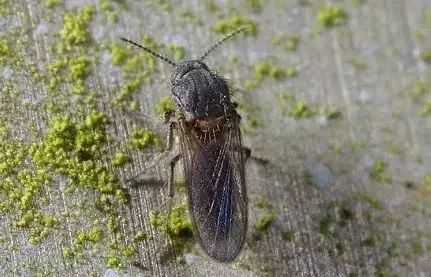 潍坊所有的家长，这种虫子传播新型艾滋病，最喜欢叮咬孩子……