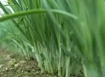 青春期胡子会不会越刮越多越粗,两三天刮一次胡子会越来越粗吗