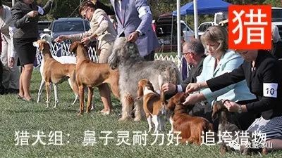 遇见遛狗的小姐姐怎么聊天,单身狗怎么吸引妹子