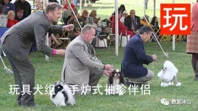 遇见遛狗的小姐姐怎么聊天,单身狗怎么吸引妹子