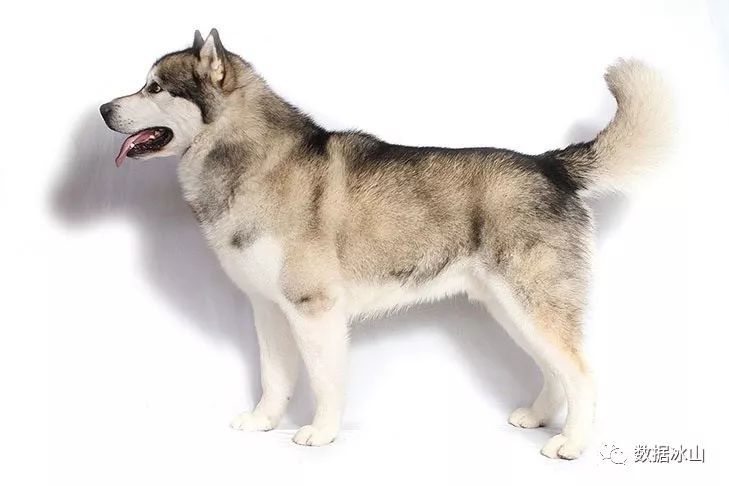 遇见遛狗的小姐姐怎么聊天,单身狗怎么吸引妹子