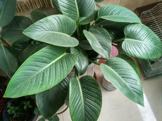 金钻花养殖的方法和关注事项,想要养殖需要什么手续