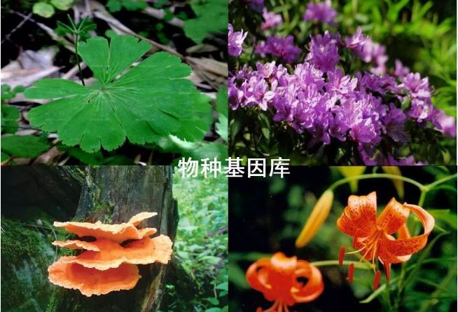 太白山野生珍稀植物——七十二种“七药”