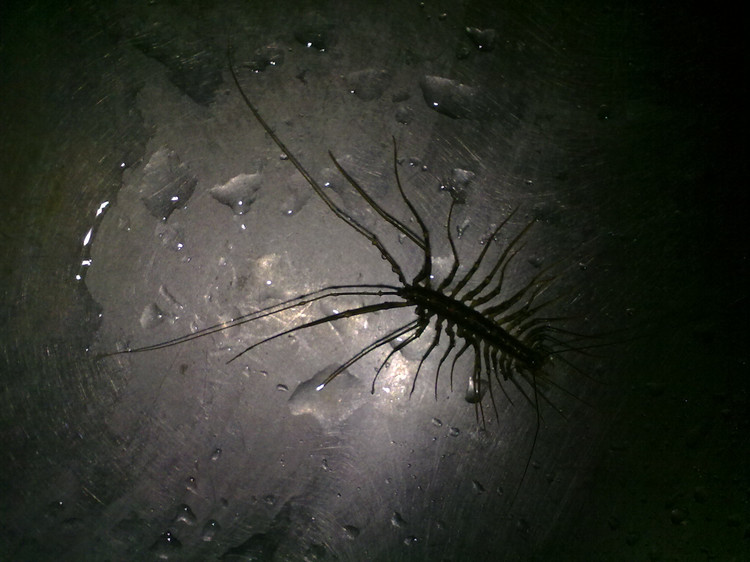 蚰蜒和草鞋底的区别,有一种虫子叫草鞋底