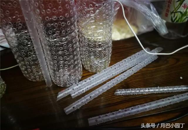 夏天兰花易腐？插根塑料管，兰花不烂根，壮根呼呼长，花开香十里