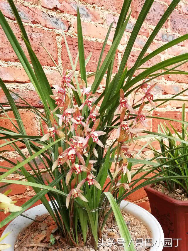 夏天兰花易腐？插根塑料管，兰花不烂根，壮根呼呼长，花开香十里