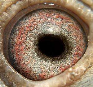 治疗沙眼全身用药效果明显吗,沙眼用什么药才正确