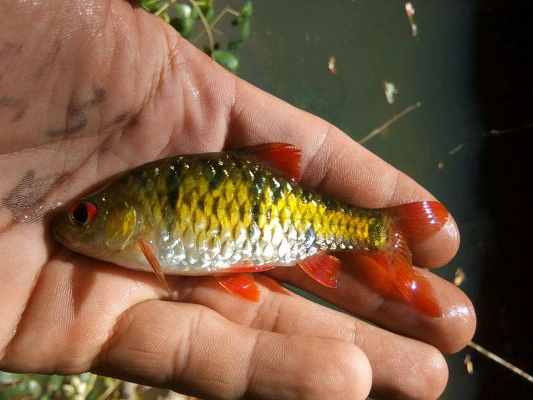 溪流钓常见的鱼,野钓常见的小鱼