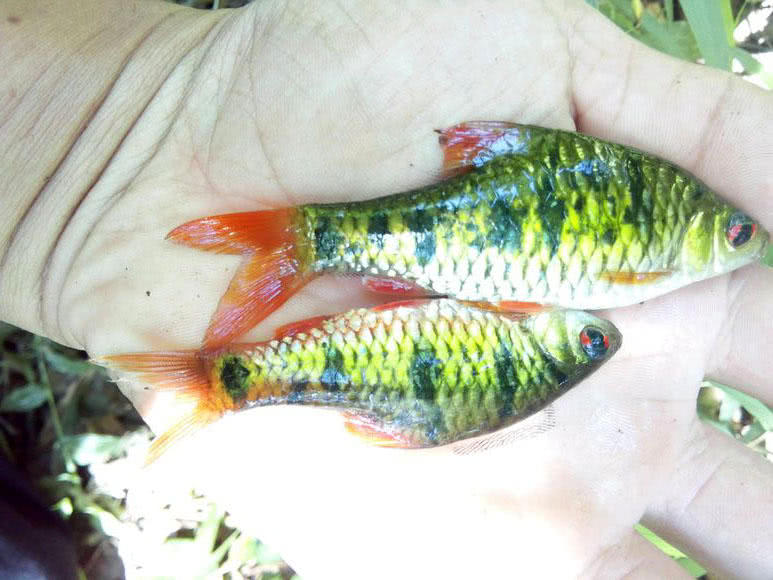 溪流钓常见的鱼,野钓常见的小鱼