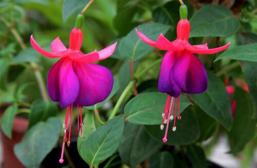 倒挂*钟金**ll彩燕翻飞欲向空，曼妙多姿醉*钟金**