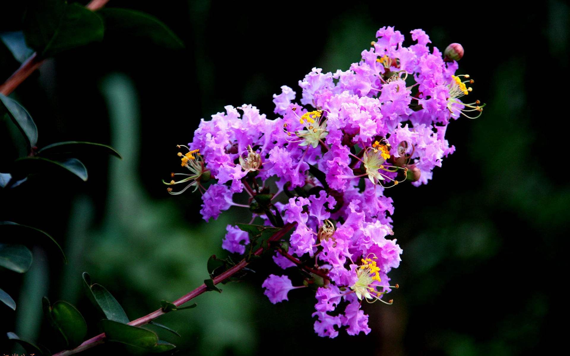 紫薇花盆景春天刚长芽可修剪,盆景紫薇花前怎么修剪
