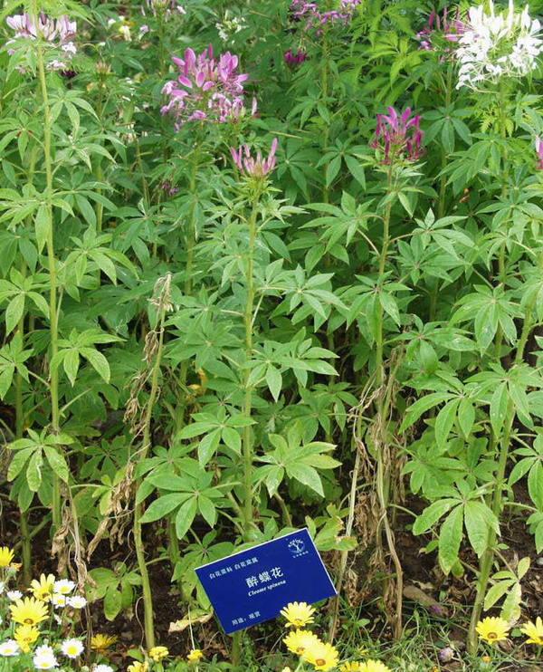 极耐阴花卉不需光照耐寒,光照不够的阳台适合种的耐阴蔬菜