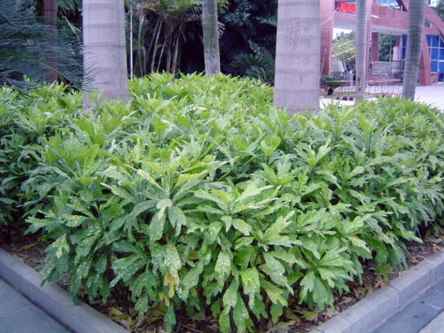 极耐阴花卉不需光照耐寒,光照不够的阳台适合种的耐阴蔬菜