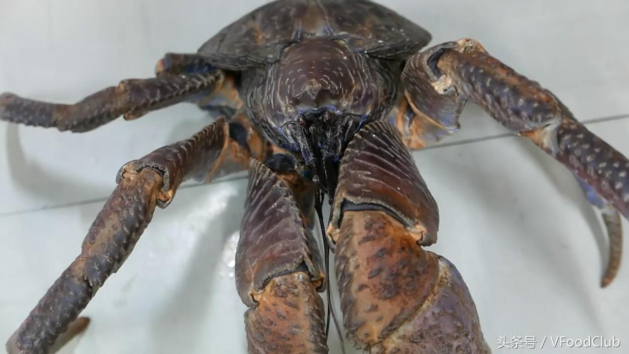 日本超级大的椰子蟹,日本冲绳海鲜鲨鱼刺身