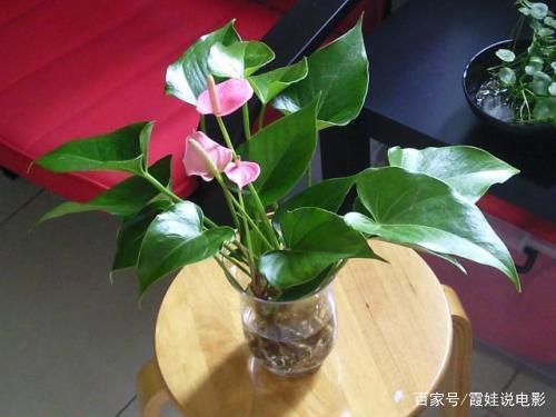 粉掌的叶子枯黄,粉掌不开花的原因及解决方法