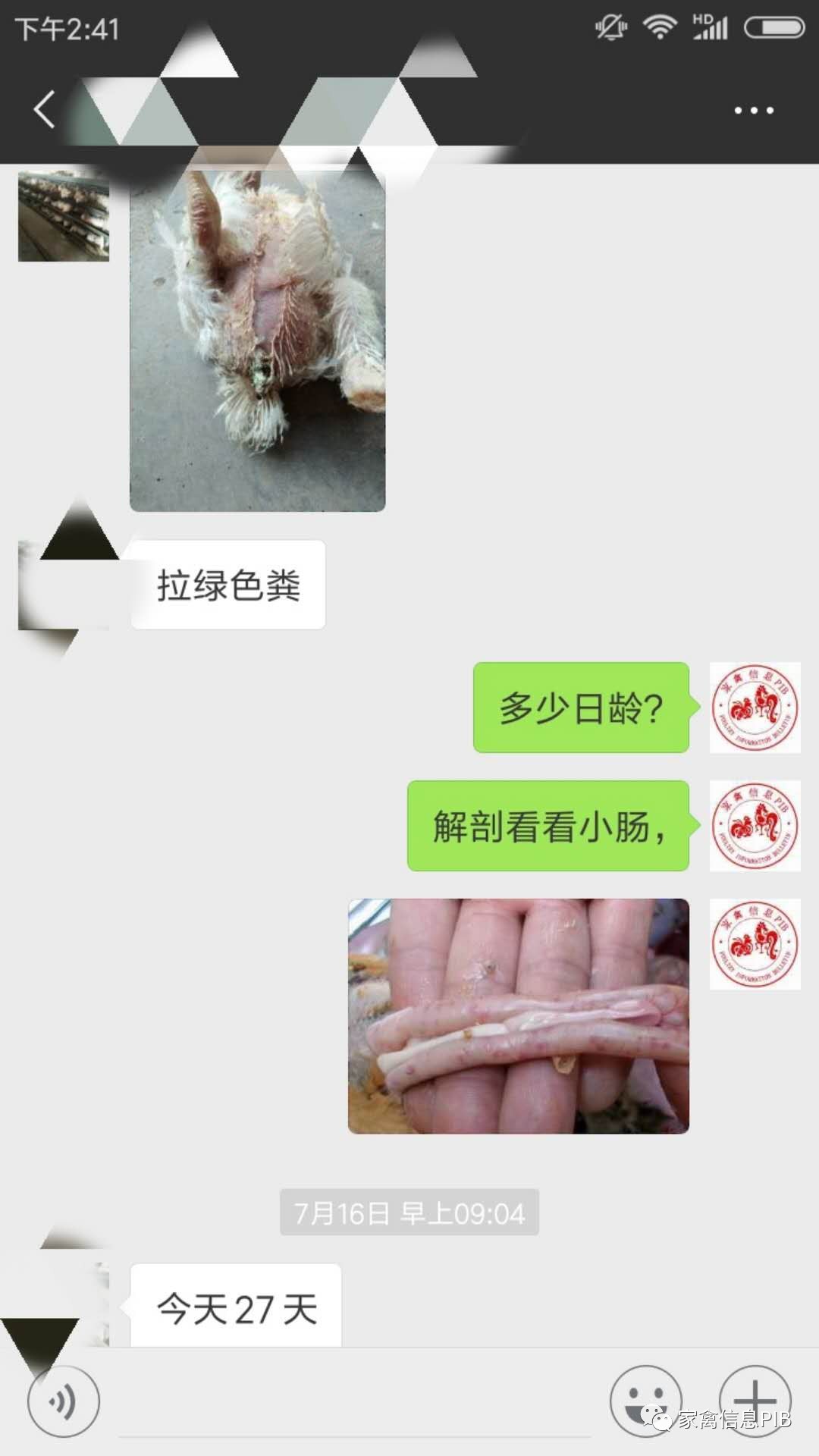肉鸡后期采食量慢还吐水怎么回事,肉鸡突然减料的原因