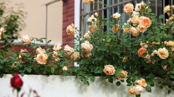 扦插月季为什么已经发芽了还黑杆,月季治黑斑最好的土方法