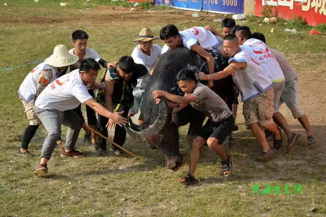 贵州凯里东方斗牛城斗牛大赛,贵州省凯里斗牛大赛