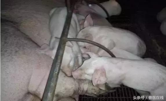 100万养猪场方案,养猪技术教程母猪难产怎么办