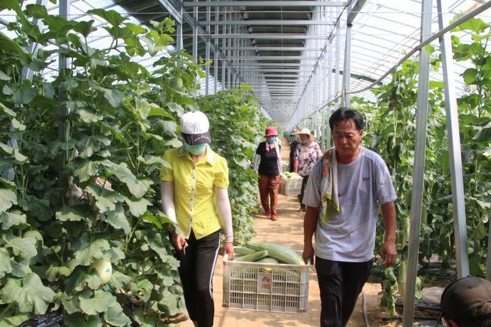 河南新乡延津：蒙金地里的羊角蜜甜瓜熟了