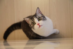 足球是体育吗,足球世界杯是football吗