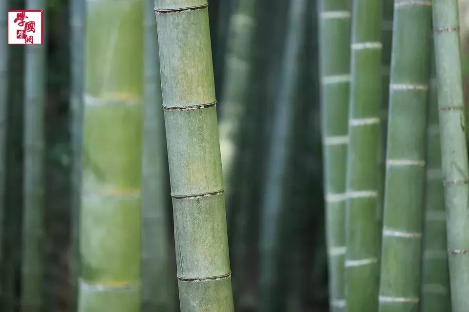 与竹子有关的唯美诗句,一百句最美竹子诗句