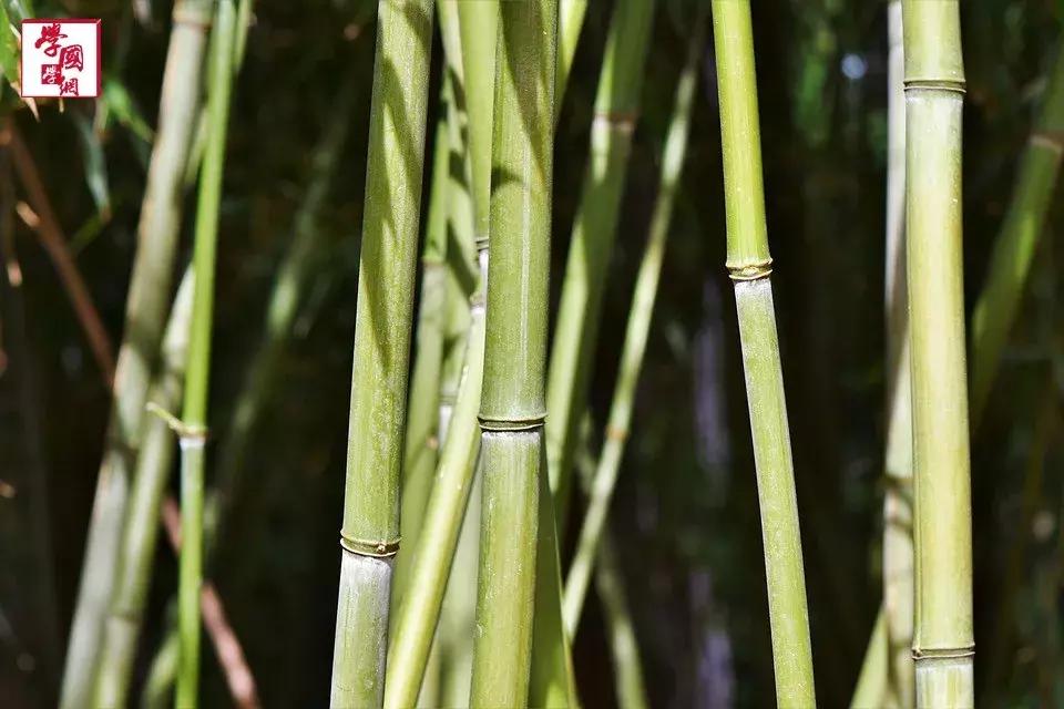 与竹子有关的唯美诗句,一百句最美竹子诗句