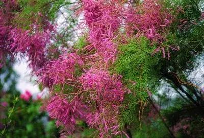 我国北部地区常用耐盐碱树种,中国各省盐碱地面积排名