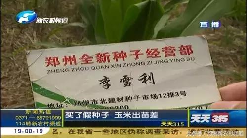 天天315商品,天天315玉米种介绍