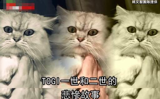 选情凉凉同僚不挺姚文智提喵上阵不料一个动作惹怒全台“猫奴”