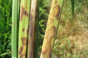 水稻纹枯病发病症状及防治方法,水稻纹枯病的症状