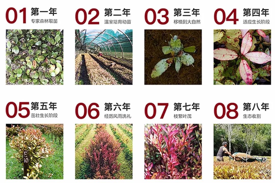 正品脚气脚臭杀菌止痒软膏,脚气克星脚气膏