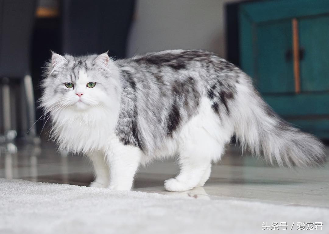 天气炎热猫咪能生存吗,夏季猫咪暴晒可以吗