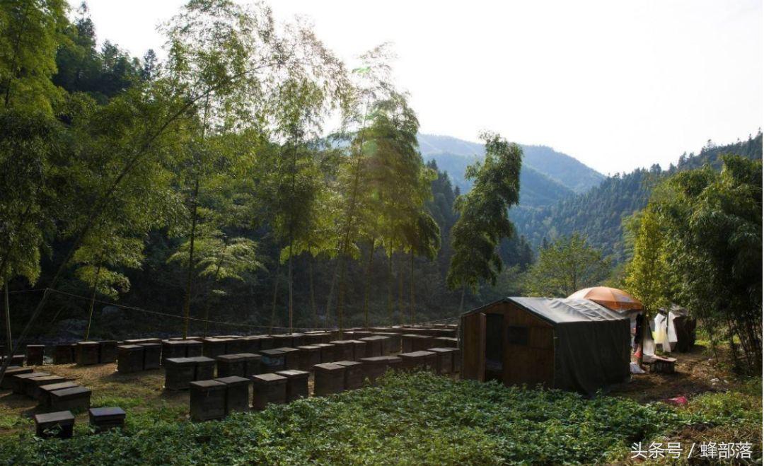 新手养蜂需要掌握哪些养蜜蜂技术,新蜂箱养蜜蜂的正确方法